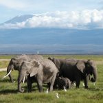 Elefantes Kilimanjaro en Kenia