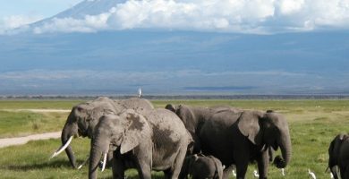 Elefantes Kilimanjaro en Kenia