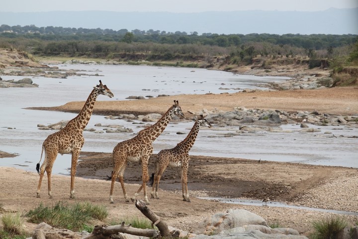 Jirafas en safari de Kenia
