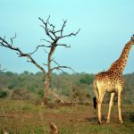 Kruger Park Sudáfrica Jirafas