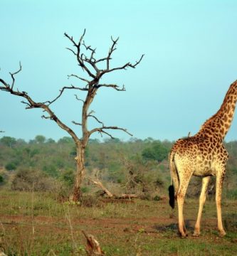 Kruger Park Sudáfrica Jirafas