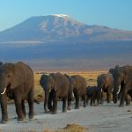 Parque Nacional Amboseli Elefantes