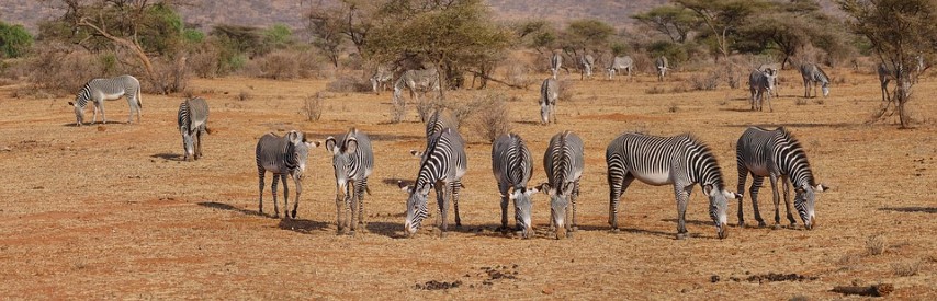 Cebras Grevy en el parque nacional Samburu