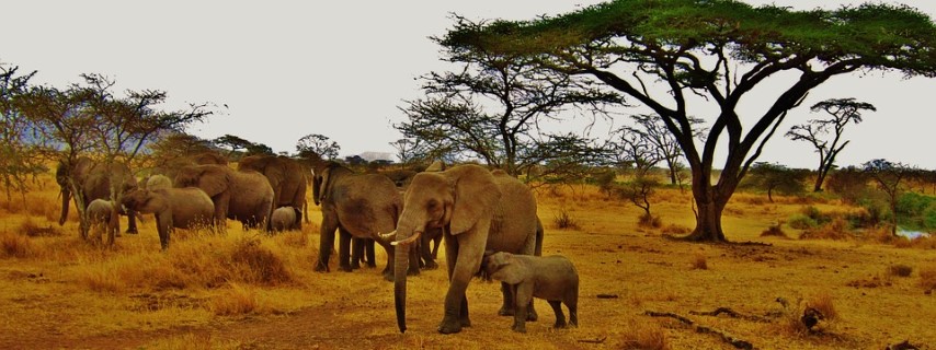 Familia de elefantes en Samburu