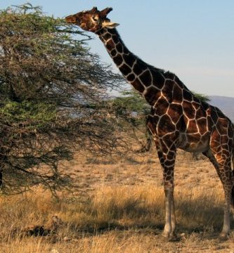 Jirafa reticulada en Samburu Kenya