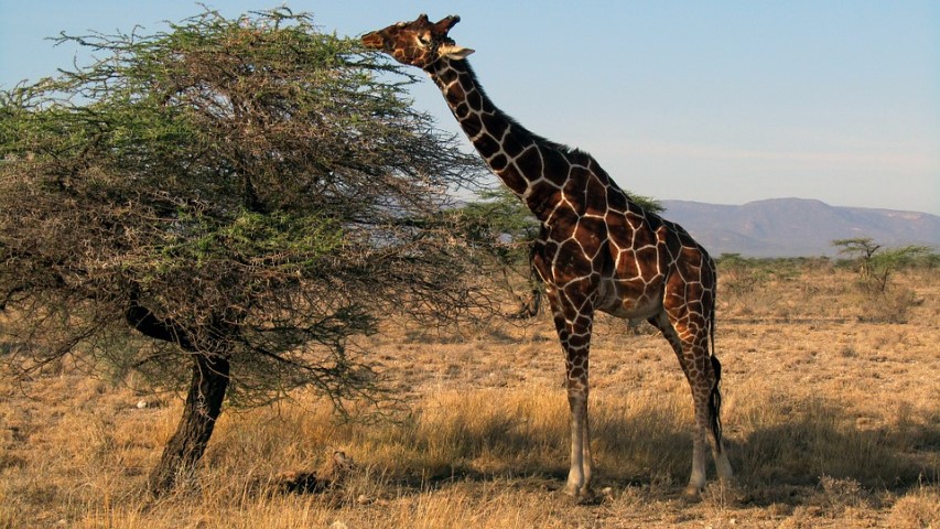 Jirafa reticulada en Samburu Kenya