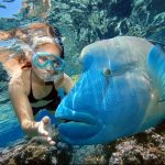 Fauna marina buceando en Australia