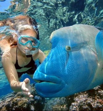 Fauna marina buceando en Australia