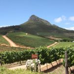 Viñedos en la ruta del vino de Ciudad del Cabo
