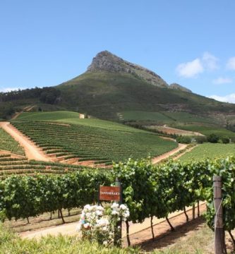 Viñedos en la ruta del vino de Ciudad del Cabo